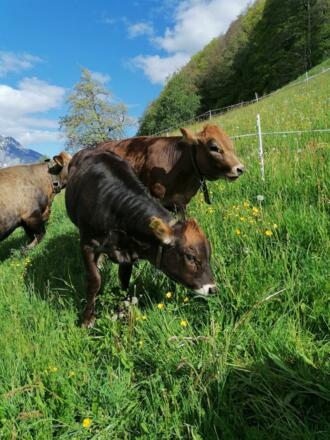 unsere Kühe