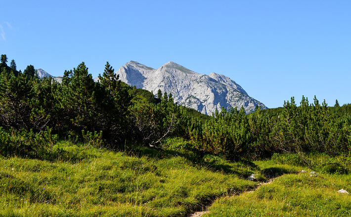 Latschen auf der Reiter Alm