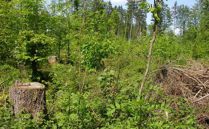 Themenpfad Osing "Unser Wald im Wandel"