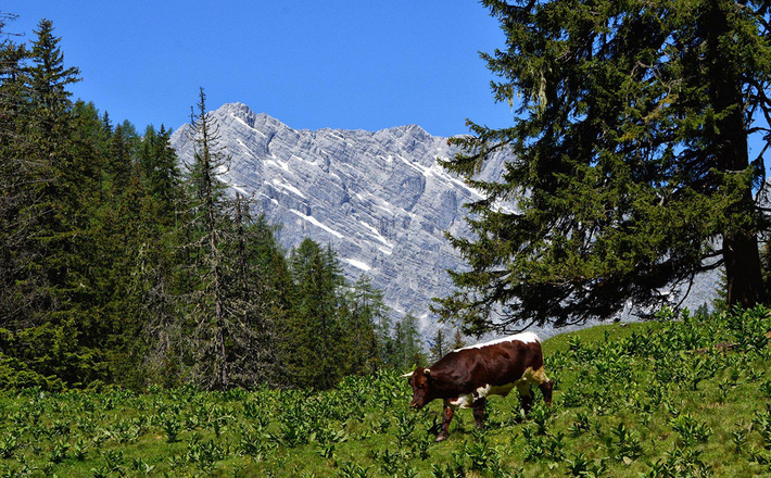 Eine Pinzgauer kuh weidet auf der Regenalm vor der Watzmann Ostwand