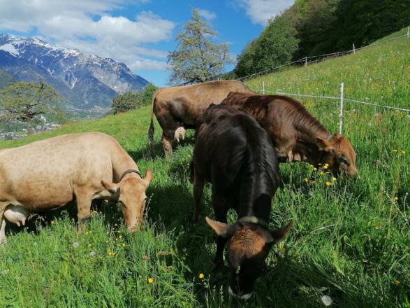unsere Kühe