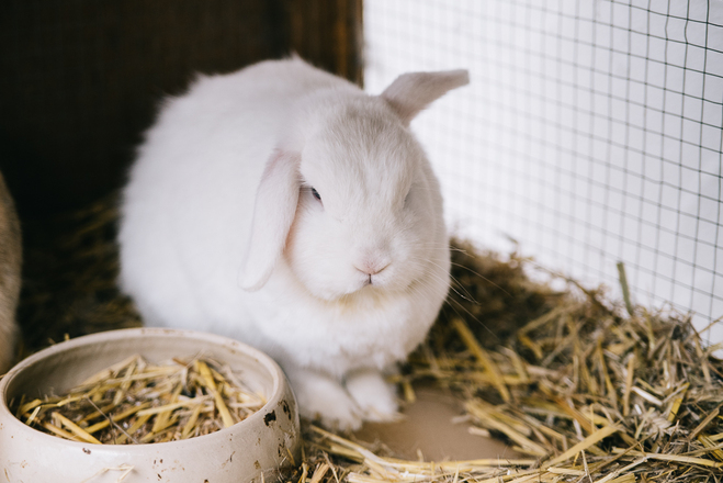 Hase