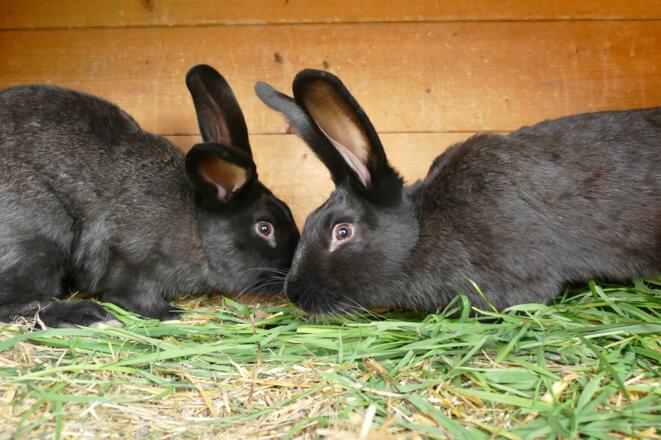 Hase
