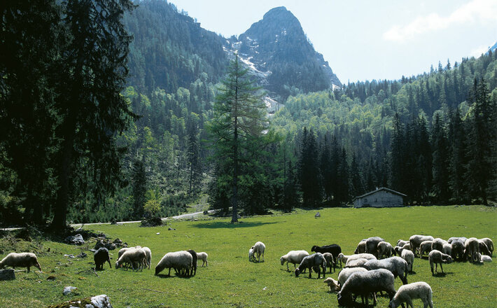 Schafe auf der Eckaualm