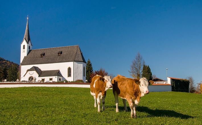 Kühe vor der Pfarrkirche St. Jakobus in Aufham