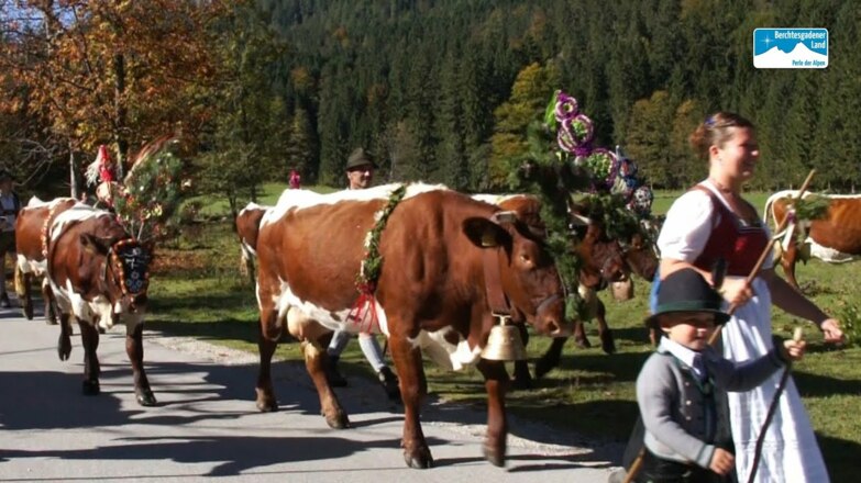 Almabtrieb Bayern: Almabtrieb von der Halsalm im Berchtesgadener Land