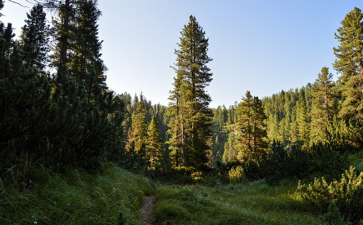 Naturwald Reservat Reiter Alm