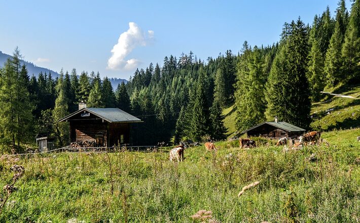 Die Gotzentalalm oberhalb des Königssees