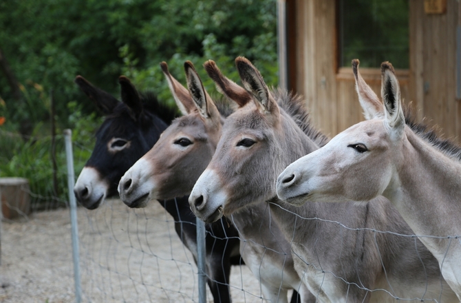 Unser Eselteam
