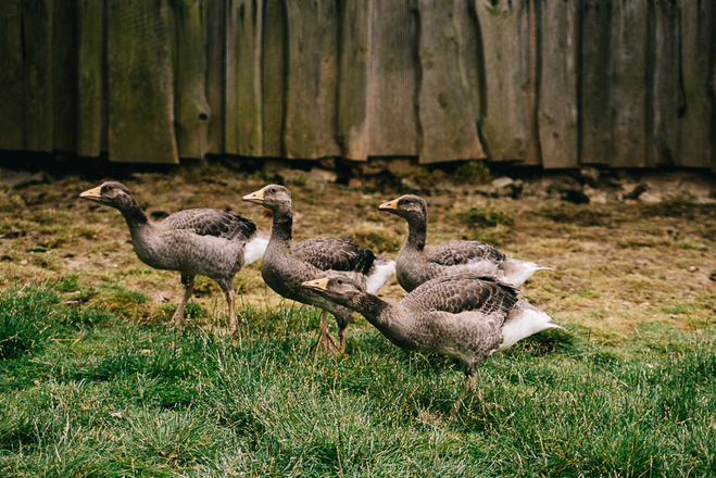 Gänse