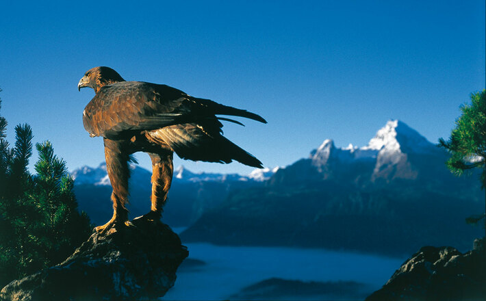 Der Steinadler: Das Wahrzeichen des Nationalparks Berchtesgaden