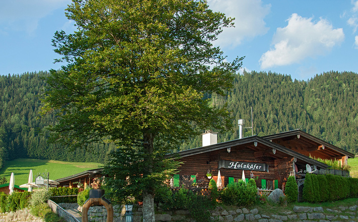 Der Holzkäfer in der Buchenhöhe