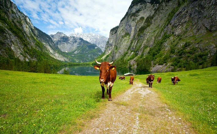 Kühe auf der Fischunkelalm