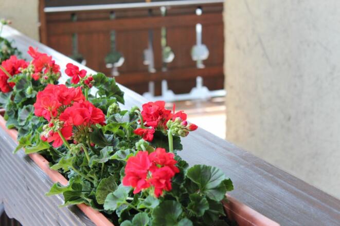 h.wahle-mein-birkenhof287