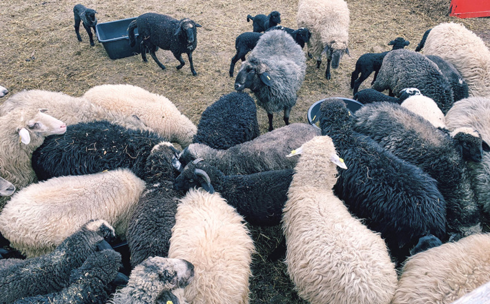 Die Alpinen Steinschafe vom Wimbachlehen in Ramsau
