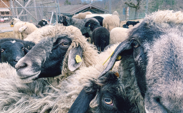 Das Alpine Steinschaf: Eine gefährdete Rasse