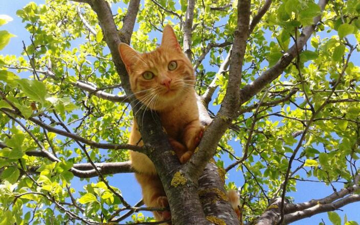 Unsere Katzen lieben das Abenteuer