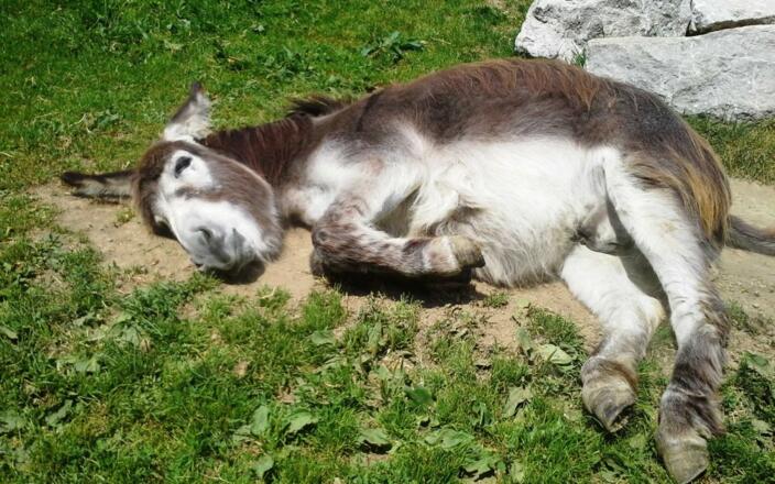Sonnenbaden darf bei uns jeder
