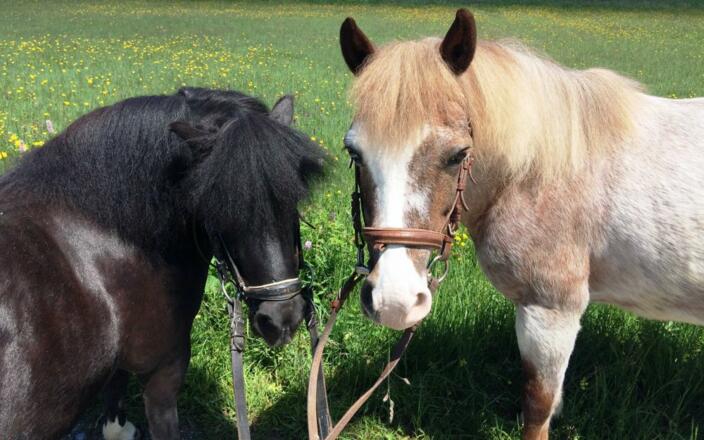 Unsere Ponys