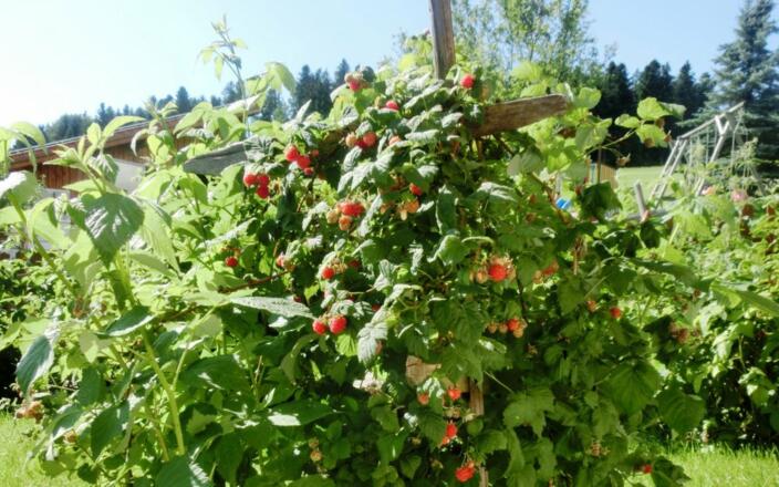Frische Himbeeren zum Pflücken
