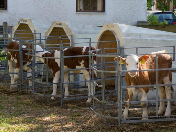 Kälber