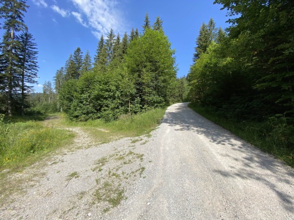 Forststraße Richtung Hochalm