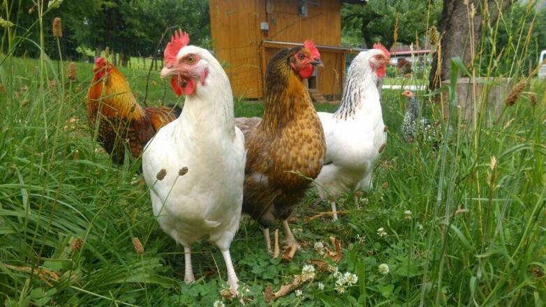 Unsere Hühner am Bauernhof