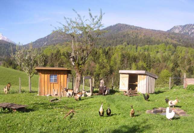 unsere Hühner, Enten und Ziegen