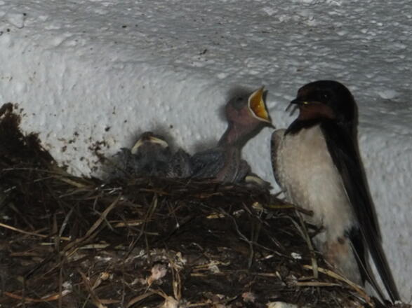 &quot;Raubtierfütterung&quot;