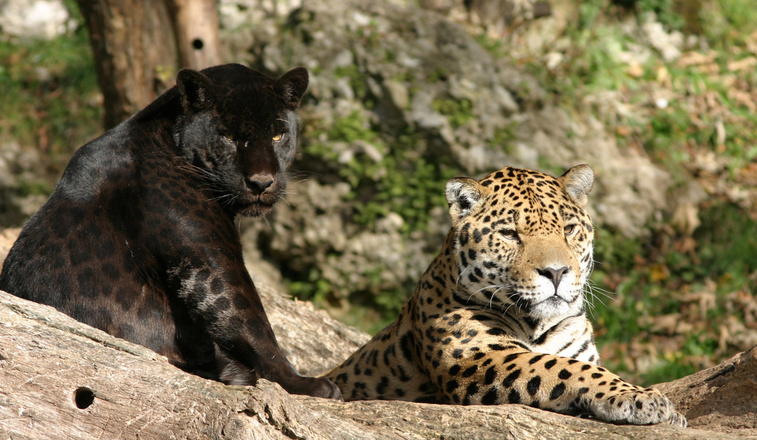Exotische Tiere im Zoo Salzburg