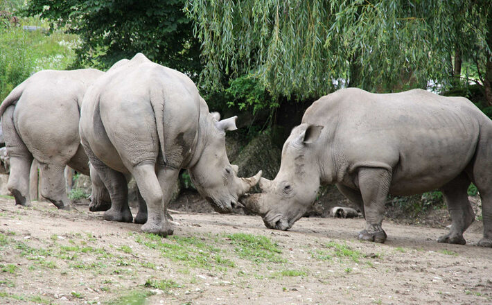Zoo Salzburg