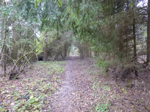 Treppelweg entlang der Traun. Z07