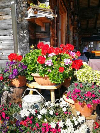Latschenalm Viehauser Alpenblumen