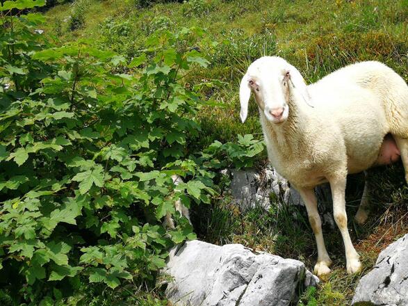 Latschenalm Viehauser Schaf