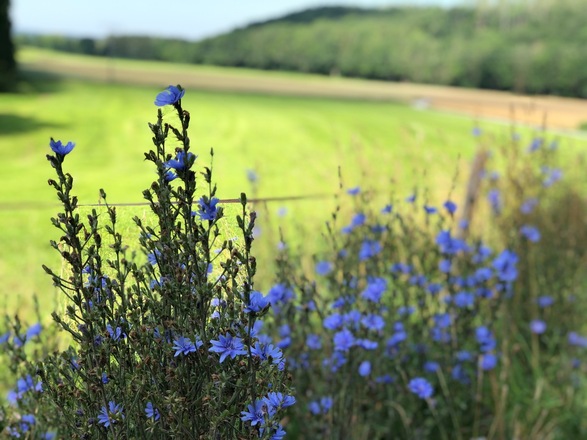 Schleifenroute - Weßling Hochstadt Blumenlandschaft