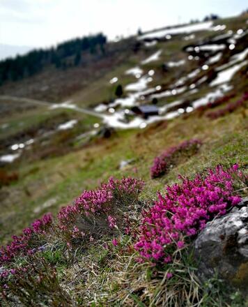 Latschenalm Viehauser Almrausch