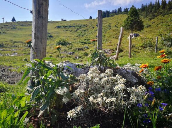 Latschenalm Viehauser Edelweiss