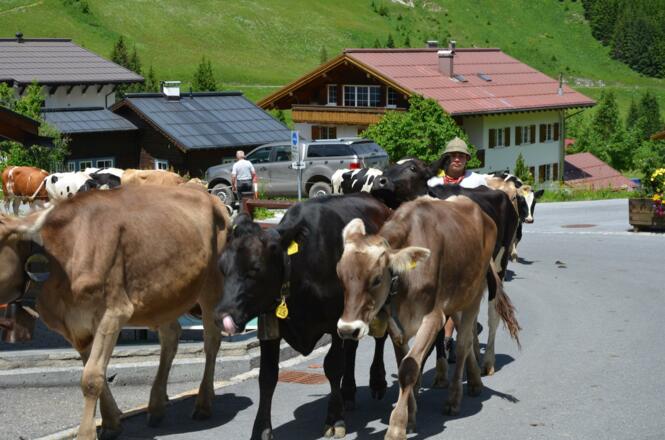 Viehauftrieb Wöster 2021