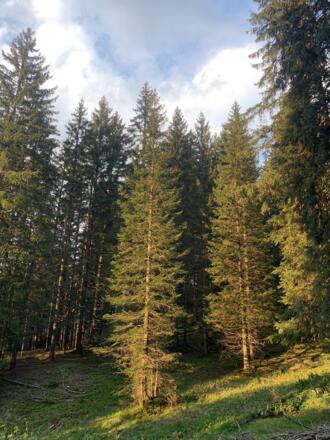 Zwischen Manuaf und Mansaura