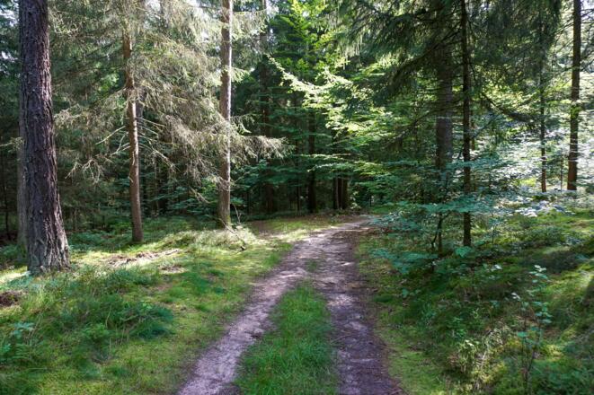 Waldweg am Muppberg