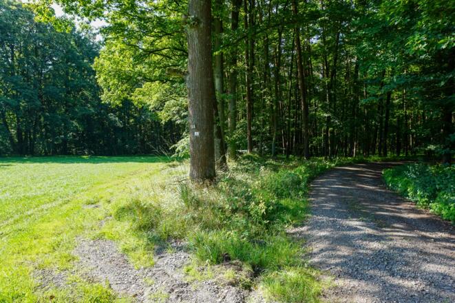 Unser Weg führt nach links, vom Forstweg weg.