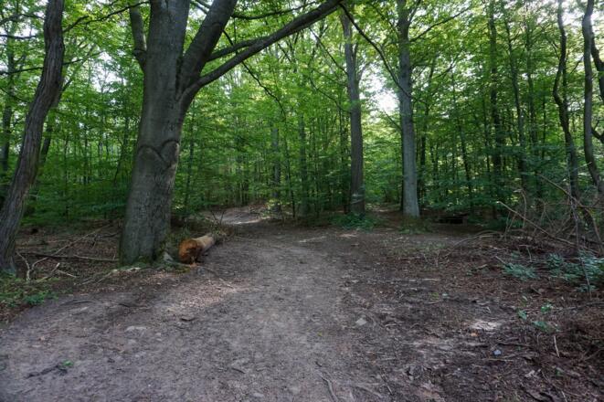 Wir folgen dem ausgetretenen Waldweg am Muppberg.