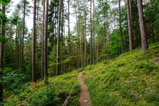 Waldpfad am Muppberg