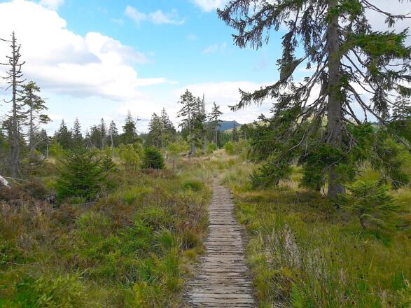 Bohlenweg über Hochmoor beim Enzianabstieg