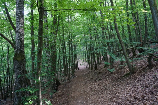 Wir folgen dem ausgetretenen Waldweg am Muppberg.