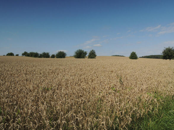 Weizenfelder auf dem Weg nach Oberfüllbach