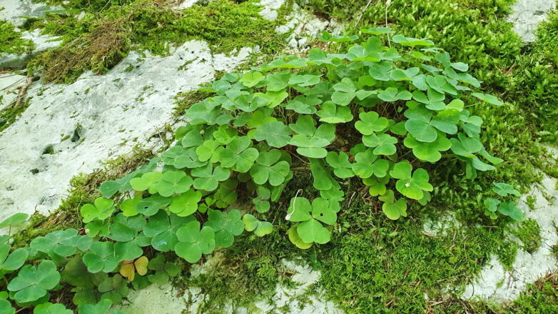 Naturerlebnis auf dem Riedenburger Rundwanderweg Nr. 14