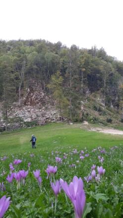 Landsberg - Blumenwiese