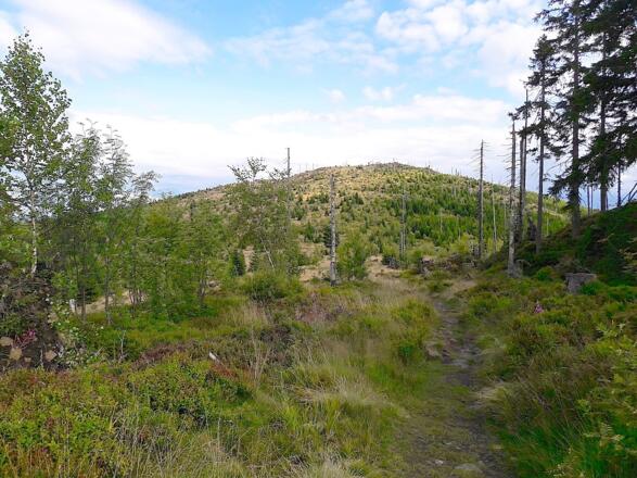 Steig zum Enzian