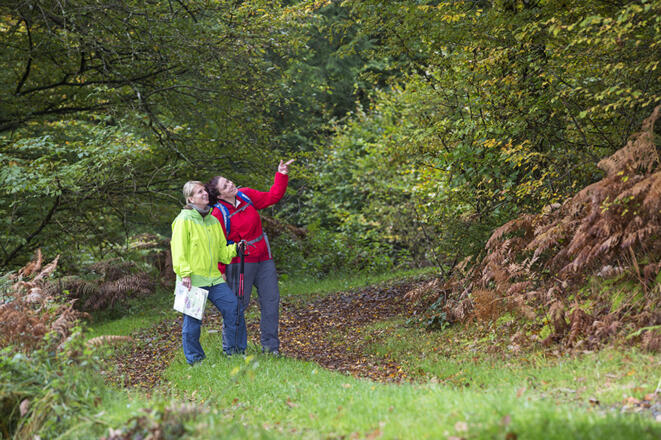Den Herbstwald im Spessart erleben und genießen.